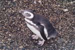 tierra del fuego - pinguins - 